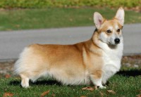/album/fotogaleria/pembroke-welsh-corgi-body-wallpaper-copia-jpg/